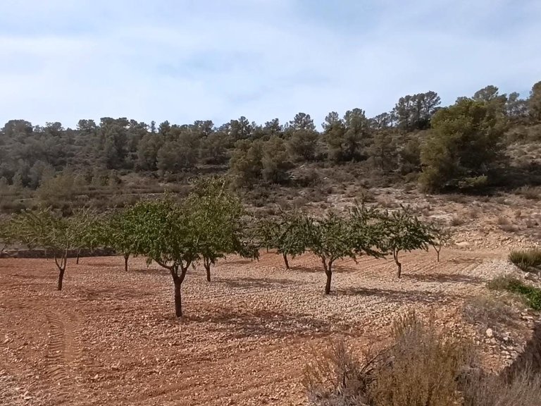 Plot for Sale in Abanilla, Murcia 4