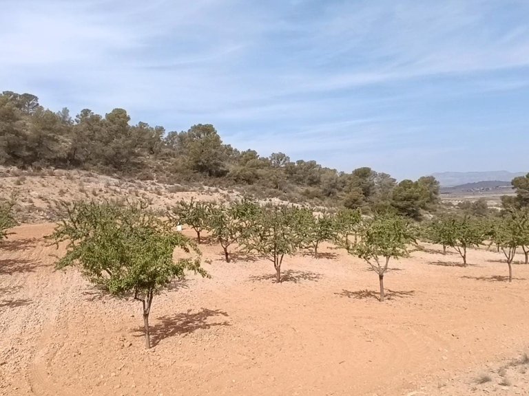 Plot for Sale in Abanilla, Murcia 6