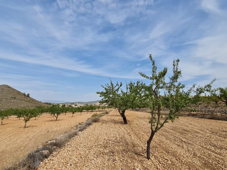 Plot for Sale in Algueña, Alicante 8