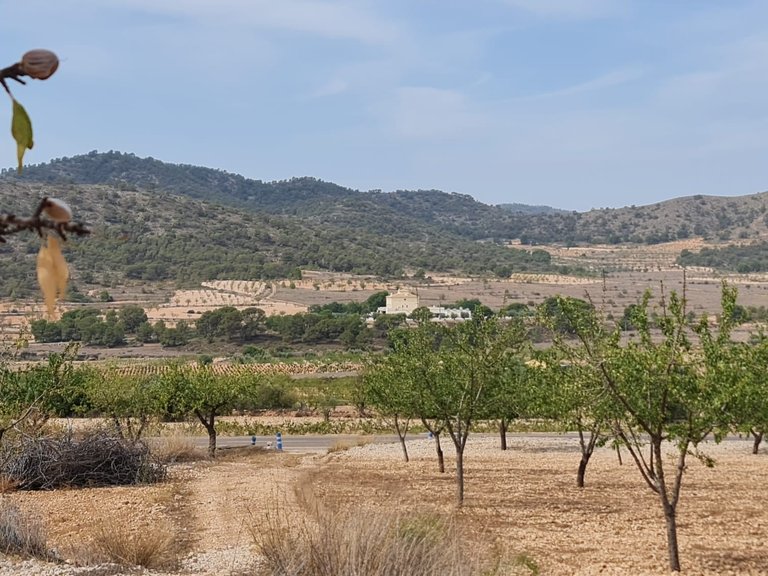 Plot for Sale in Algueña, Alicante 1