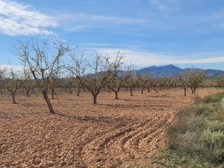 Plot for Sale in Pinoso, Alicante 4