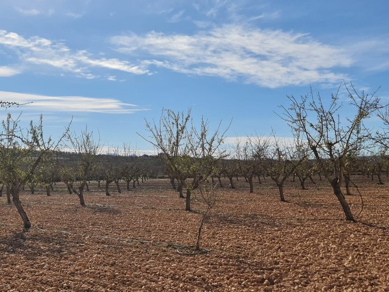 Plot for Sale in Pinoso, Alicante 6