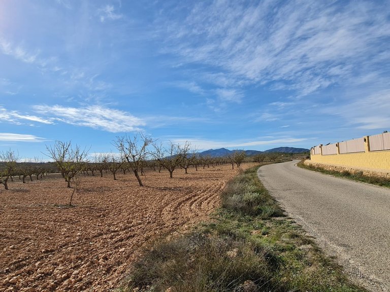 Plot for Sale in Pinoso, Alicante 3