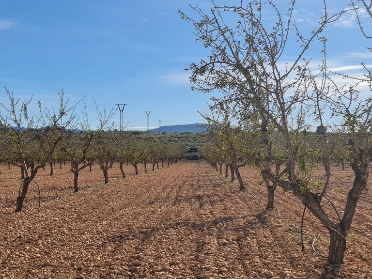Plot for Sale in Pinoso, Alicante 5
