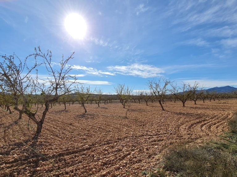 Plot for Sale in Pinoso, Alicante 2