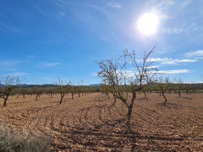Plot for Sale in Pinoso, Alicante 1