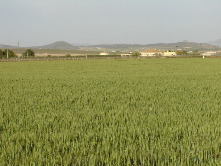 Plot for Sale in Yecla, Murcia 2