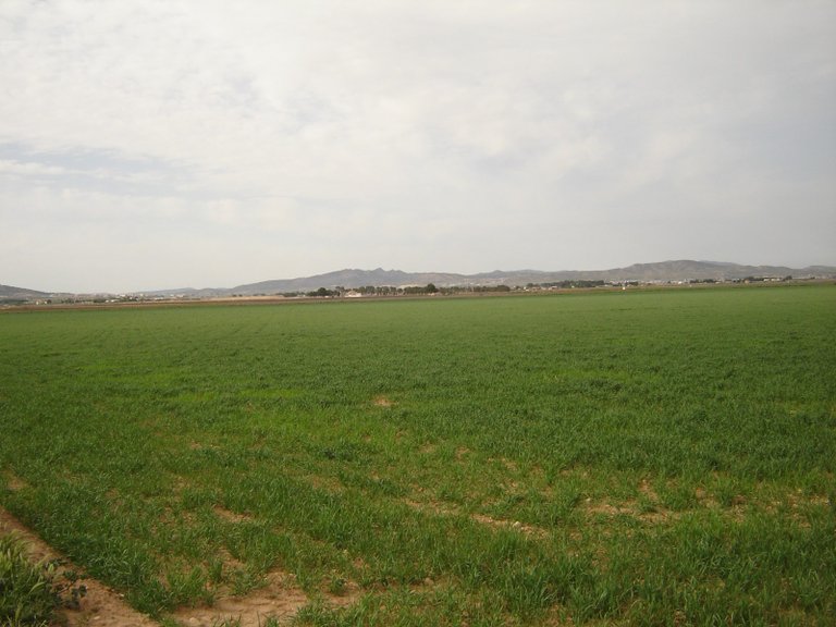 Plot for Sale in Yecla, Murcia 3