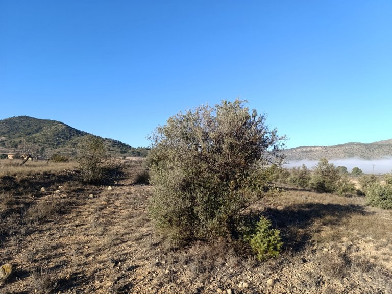 Plot for Sale in Yecla, Murcia 8