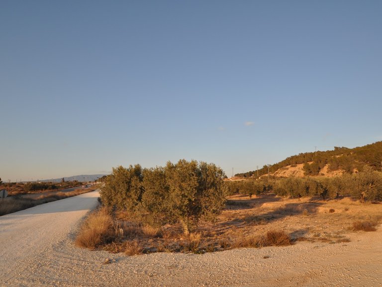 Plot for Sale in Pinoso, Alicante 3