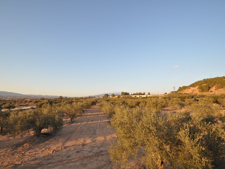 Plot for Sale in Pinoso, Alicante 5