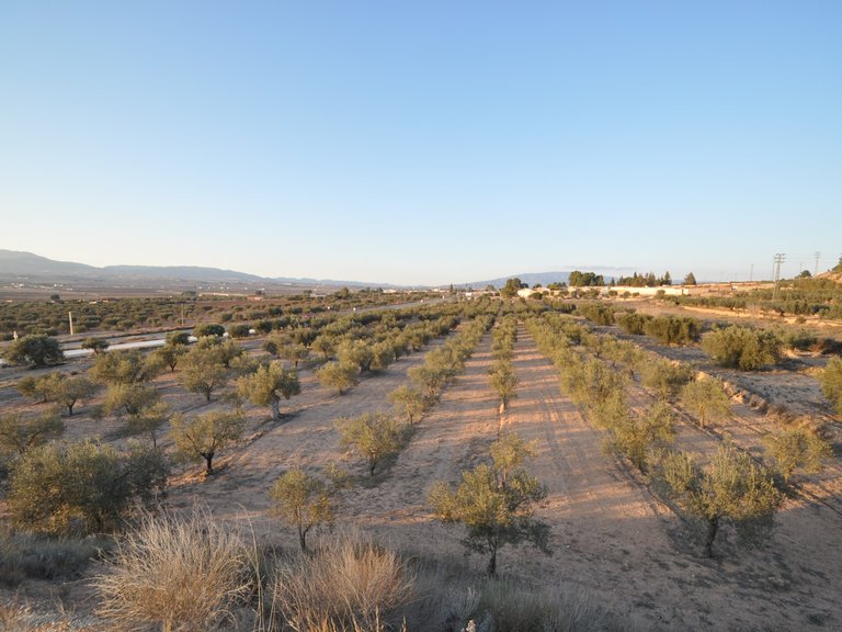 Plot for Sale in Pinoso, Alicante 1