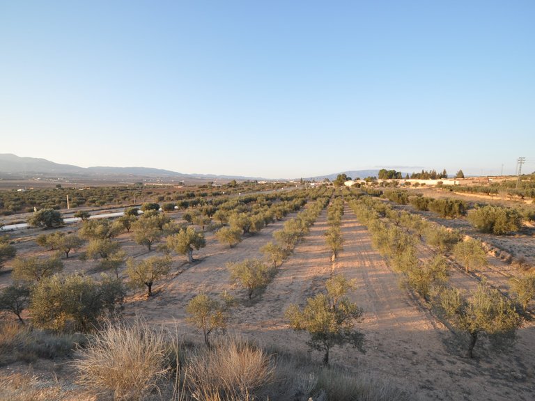Plot for Sale in Pinoso, Alicante 2