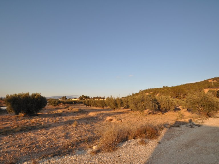 Plot for Sale in Pinoso, Alicante 4
