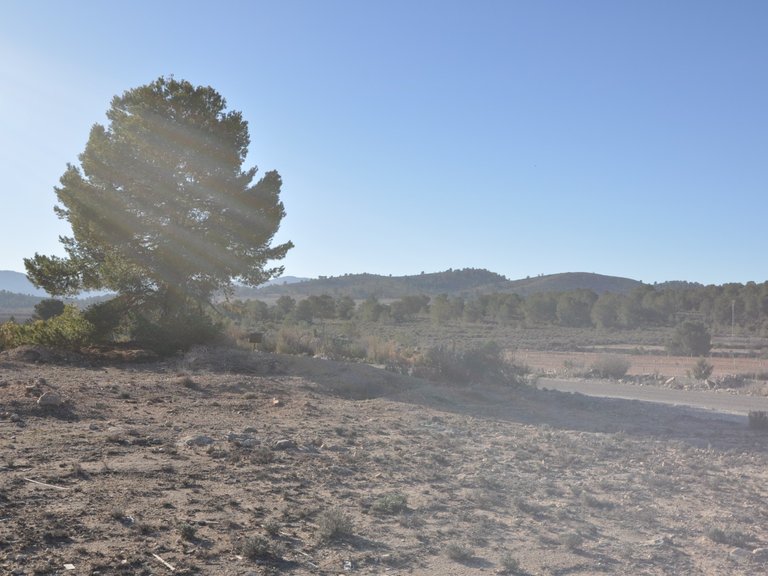 Plot for Sale in Pinoso, Alicante 5