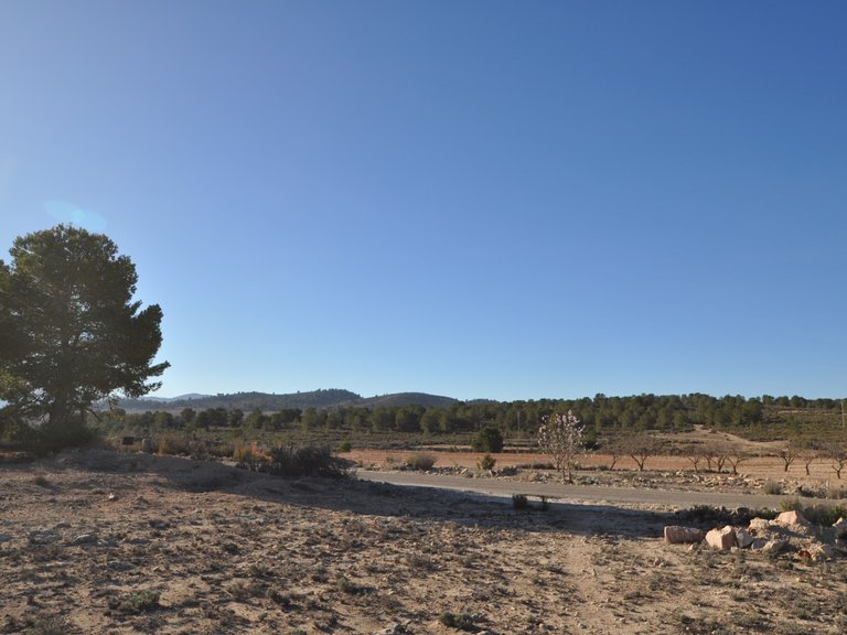 Plot for Sale in Pinoso, Alicante 10