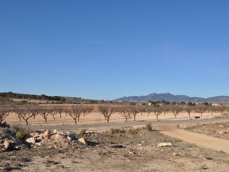 Plot for Sale in Pinoso, Alicante 6