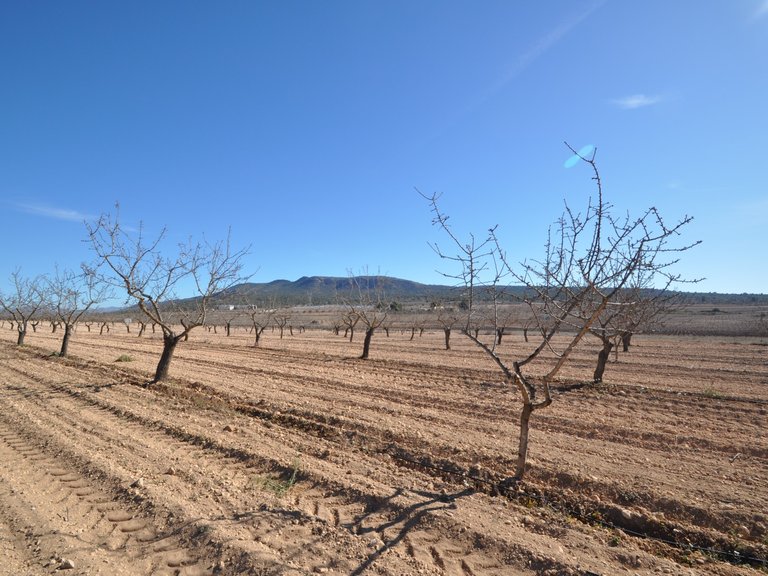Plot for Sale in Monovar, Alicante 4