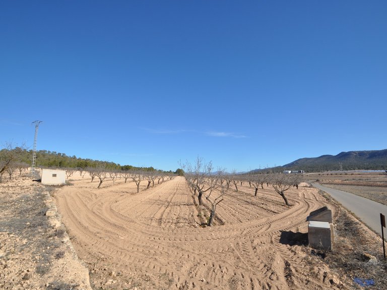 Plot for Sale in Monovar, Alicante 2
