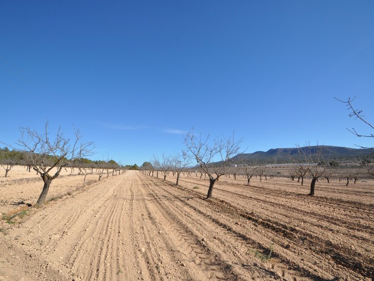 Plot for Sale in Monovar, Alicante 5
