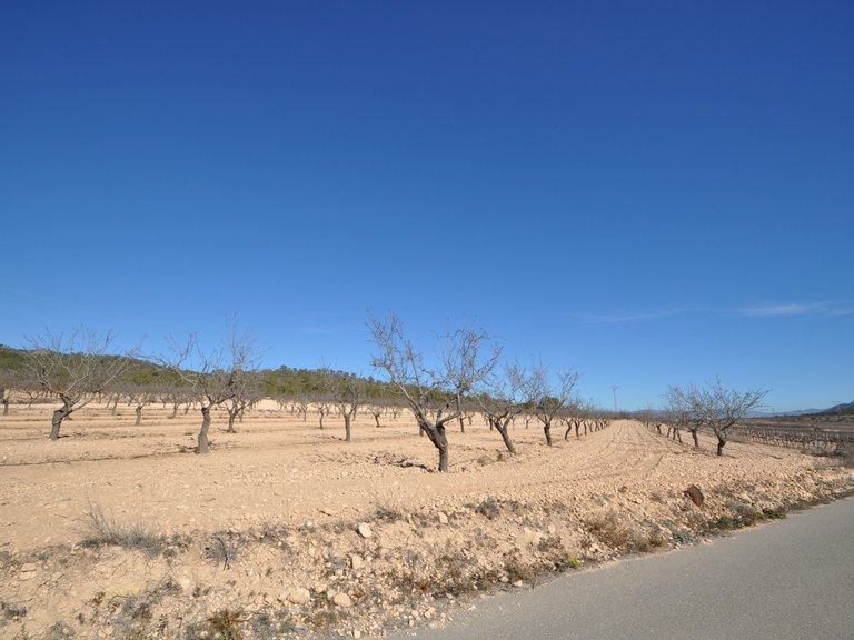 Plot for Sale in Monovar, Alicante 6