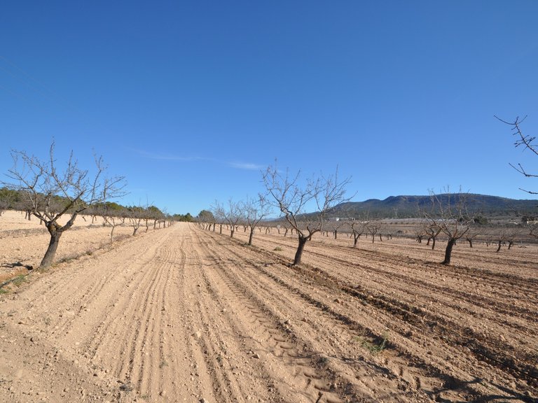 Plot for Sale in Monovar, Alicante 3