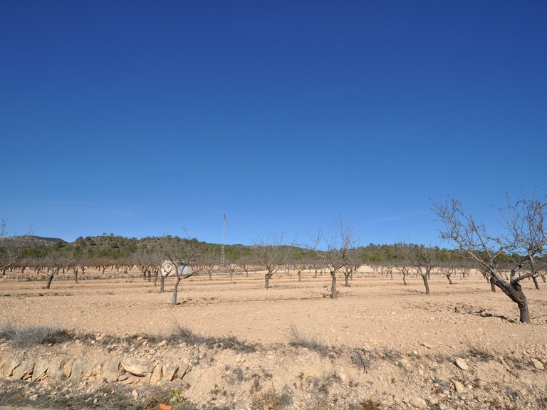 Plot for Sale in Monovar, Alicante 7