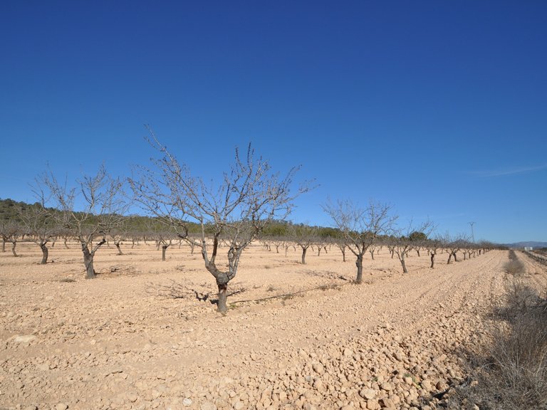 Plot for Sale in Monovar, Alicante 8