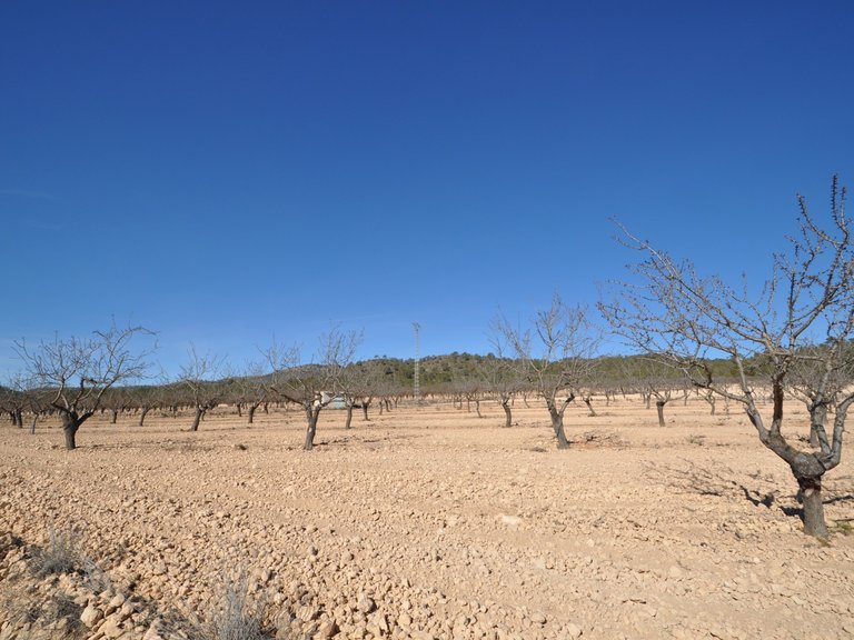 Plot for Sale in Monovar, Alicante 9