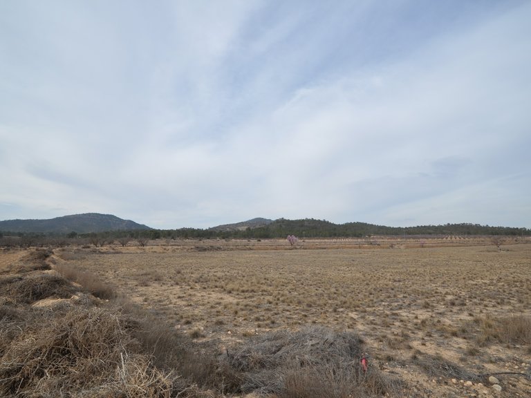 Plot for Sale in Monovar, Alicante 1