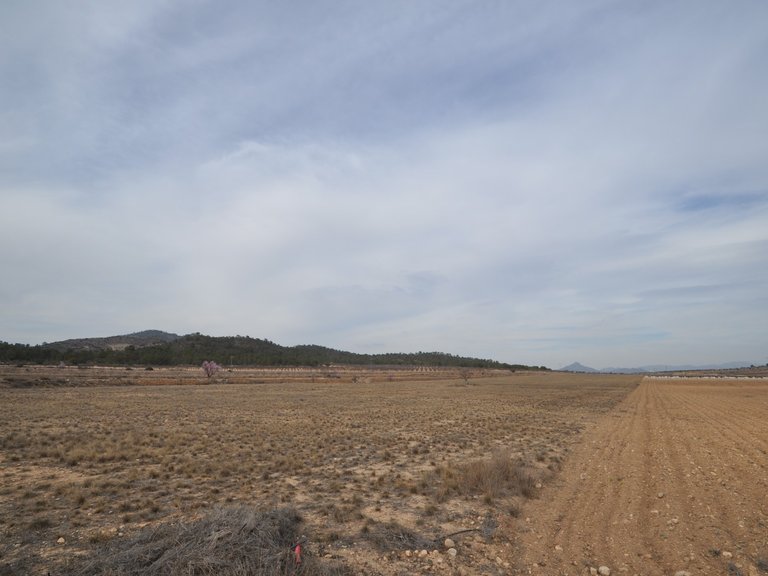 Plot for Sale in Monovar, Alicante 2