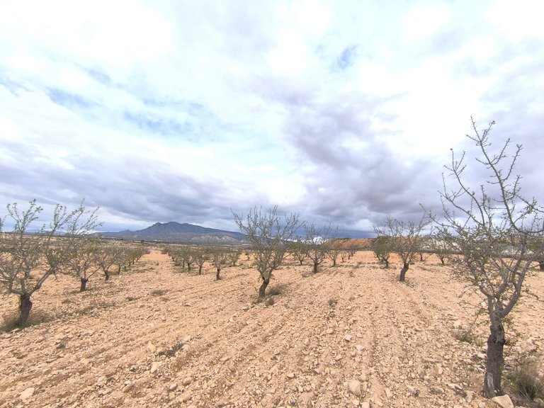 Plot for Sale in Pinoso, Alicante 1