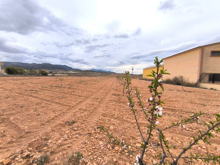 Plot for Sale in Pinoso, Alicante 3