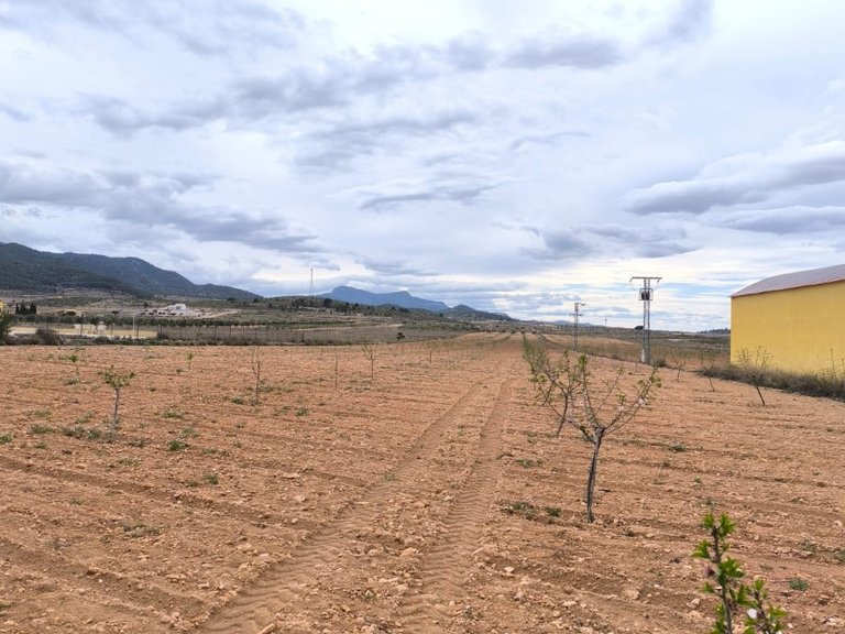 Plot for Sale in Pinoso, Alicante 1