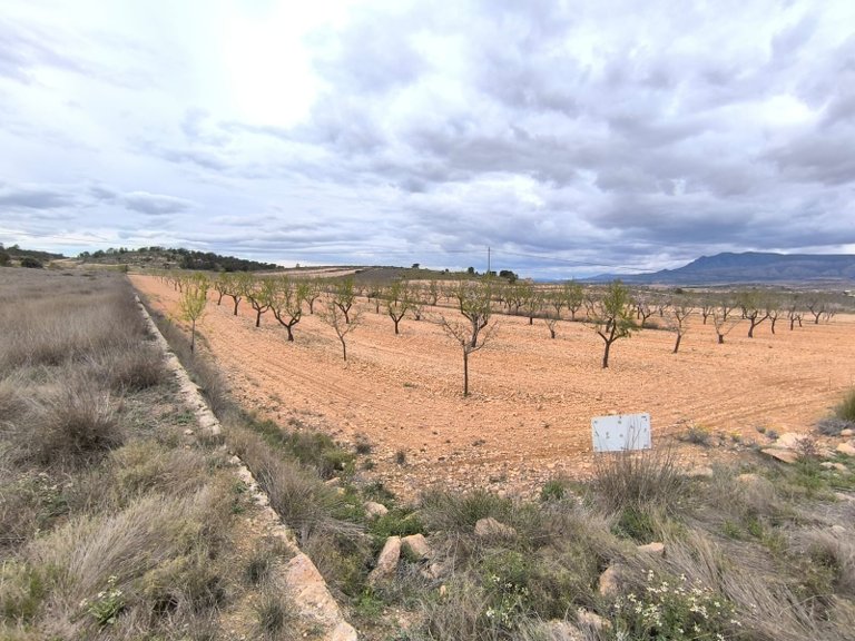 Plot for Sale in Pinoso, Alicante 2