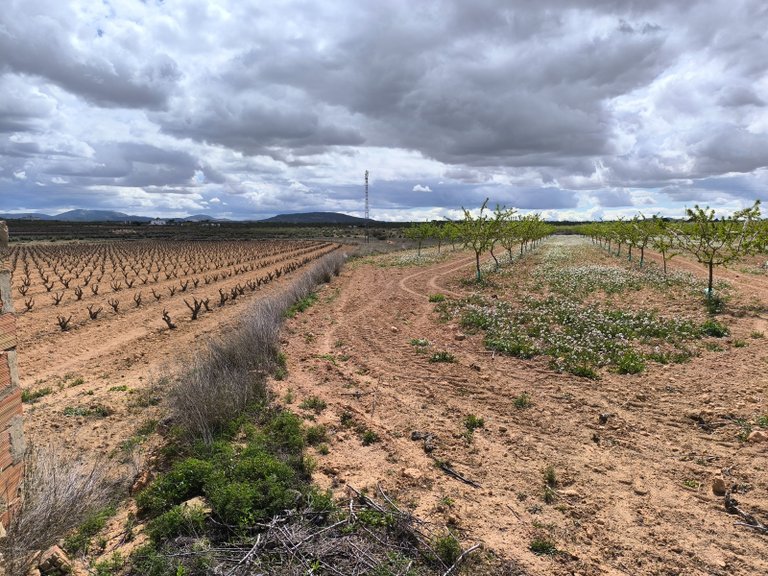 Plot for Sale in Pinoso, Alicante 2