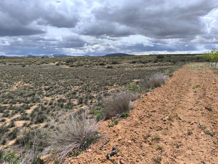Plot for Sale in Pinoso, Alicante 5
