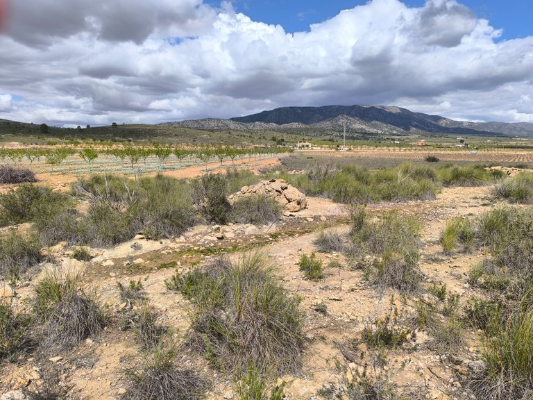 Plot for Sale in Pinoso, Alicante 8