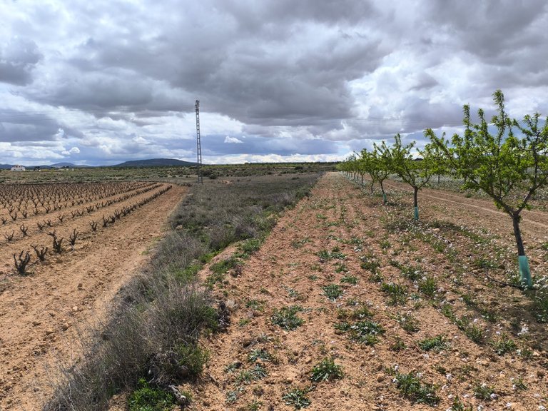 Plot for Sale in Pinoso, Alicante 4