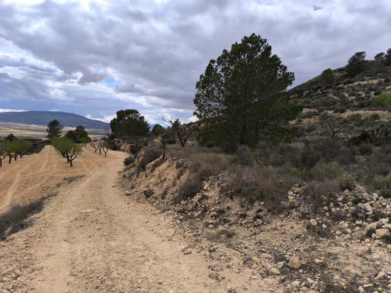 Plot for Sale in Pinoso, Alicante 5