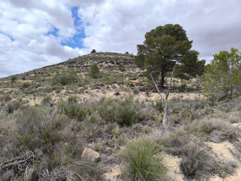 Plot for Sale in Pinoso, Alicante 2