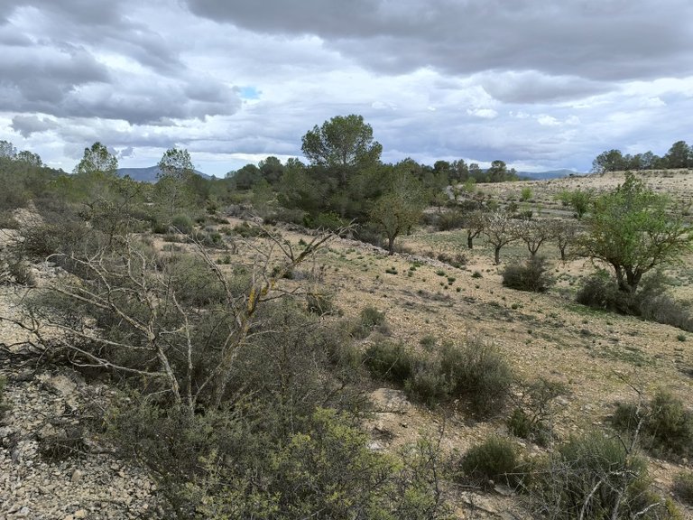 Plot for Sale in Monovar, Alicante 4