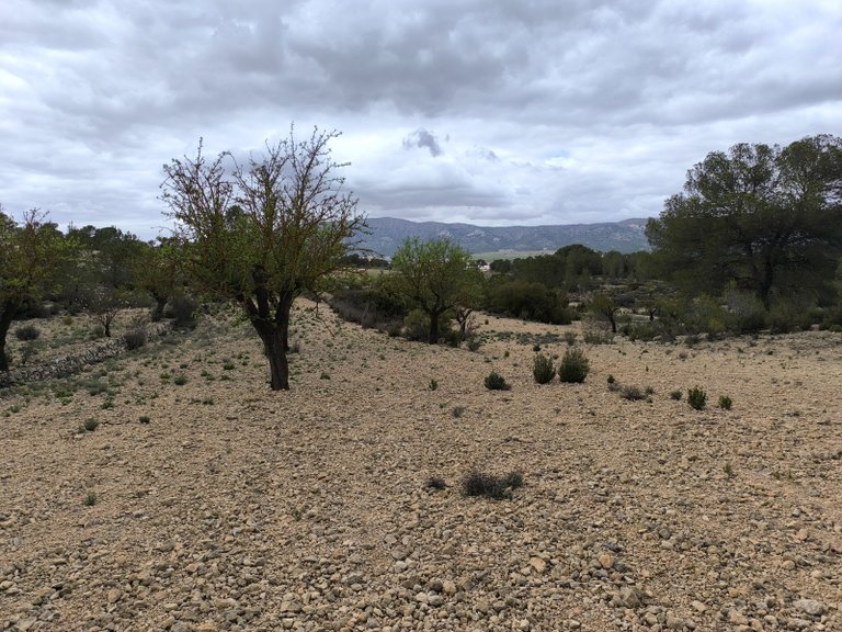 Plot for Sale in Monovar, Alicante 10