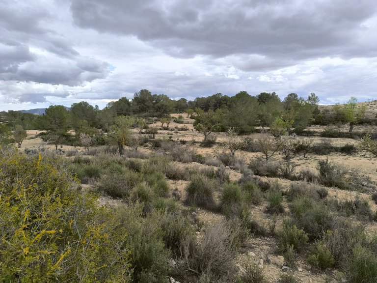 Plot for Sale in Monovar, Alicante 6