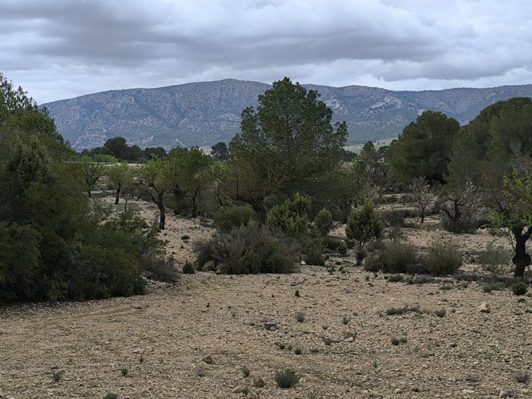 Plot for Sale in Monovar, Alicante 9