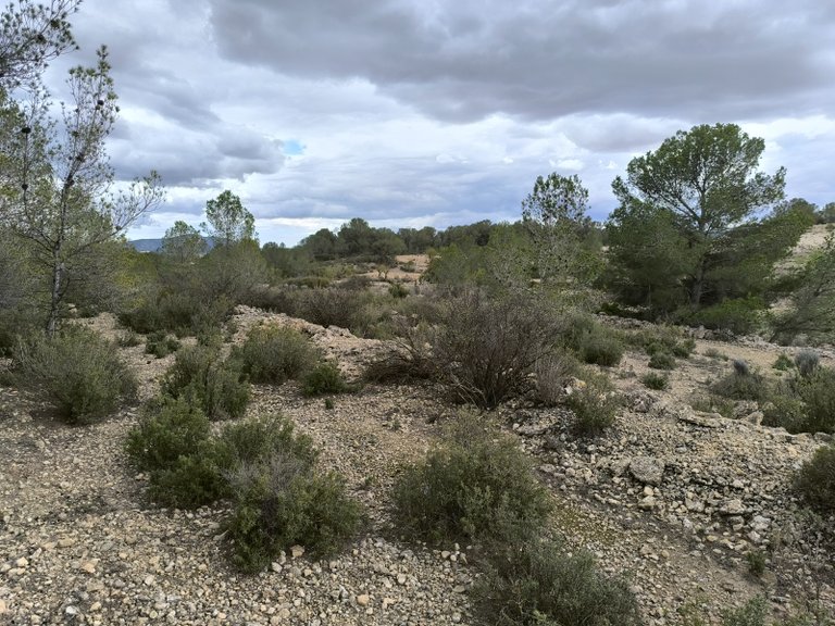Plot for Sale in Monovar, Alicante 5