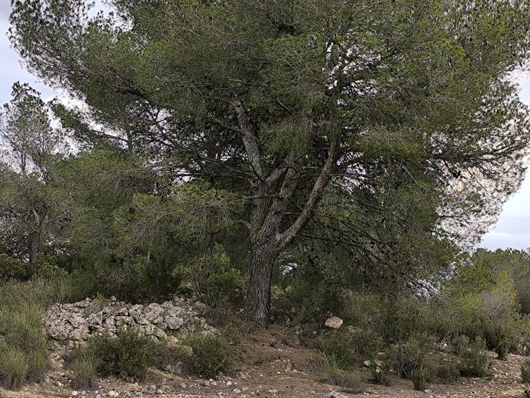 Plot for Sale in Monovar, Alicante 8