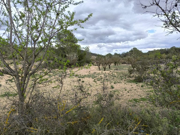 Plot for Sale in Monovar, Alicante 3