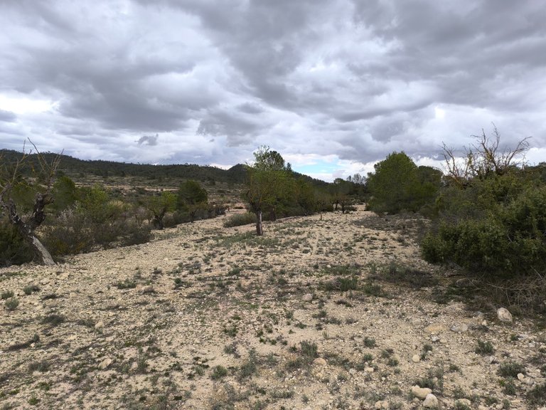 Plot for Sale in Monovar, Alicante 11