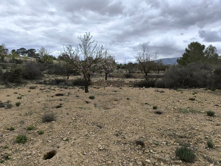 Plot for Sale in Monovar, Alicante 7